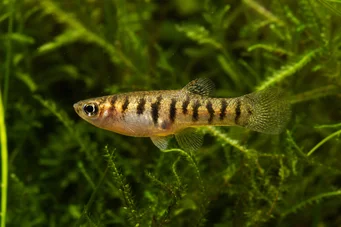 Neohaterandria elegans Elegant heterandria