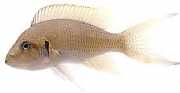 Neolamprologus brichardi Princess of Burundi
