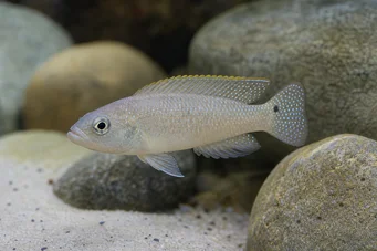 Neolamprologus caudopunctatus