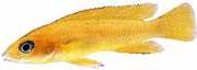 Neolamprologus leleupi Cichlid lemon