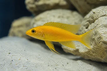 Neolamprologus leleupi (Cichlid lemon)