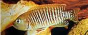 Neolamprologus multifasc... Striated lamprologus