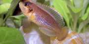 Neolamprologus ocellatus Ocellatus