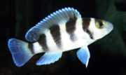 Neolamprologus tretoceph... Five -band neolamprologu...