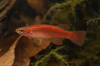 Neolebias ansorgii forme rouge (Red Neolebias of Ansorge)