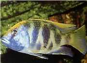 Nimbochromis venustus Venustus, peacock covers