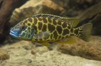 Nimbochromis venustus