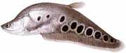 Notopterus chitala Knife fish