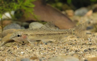 Odontocharacidium sp. aff. aphanes Green dwarf tetrager