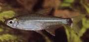 Odontostilbe fugitiva Fugitive tetra
