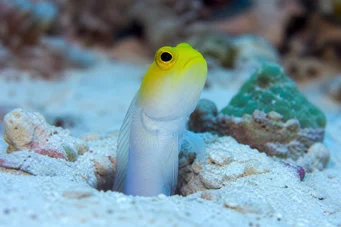 Opistognathus aurifrons OPISTOGNATHE at Front Doré