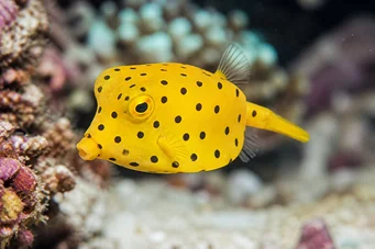 Ostracion cubicus Yellow
