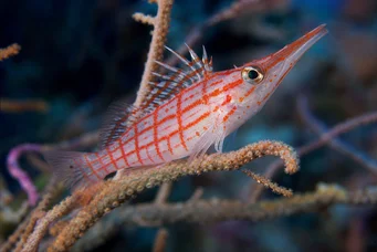 Oxycirrhites typus Scotlers