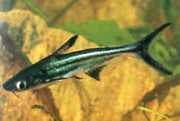 Pangasius sutchi Shark