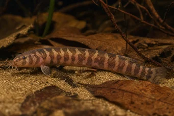 Pangio shelfordii