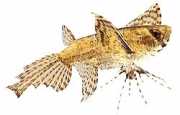 Pantodon buchholzi Butterfly fish
