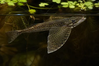 Pantodon buchholzi Butterfly fish