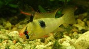 Microgeophagus ramirezi Ramirezi