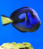 Paracanthurus hepatus Blue surgeon
