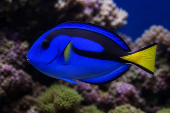 Paracanthurus hepatus