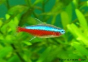 Paracheirodon axelrodi Tetra Cardinal