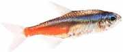Paracheirodon innesi Tetra neon