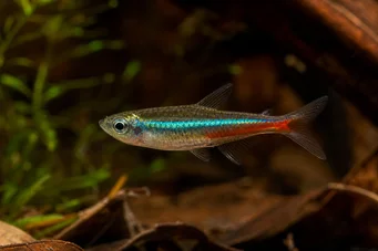Paracheirodon simulans Blue neon