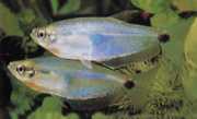 Paragoniates alburnus Blue glass tetra, tetra-...