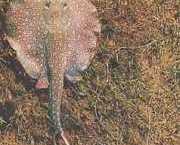 Paratrygon orbicularis Orbicular line