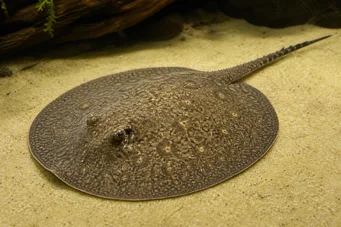 Paratrygon orbicularis Orbicular line