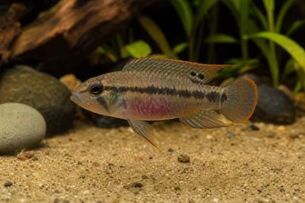 Pelvicachromis humilis (Pelvicachromis humilis)