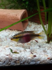 Pelvicachromis pulcher Purple cichlid