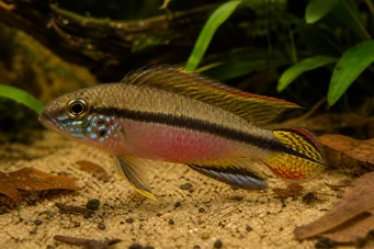 Pelvicachromis taeniatus