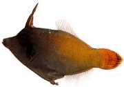 Pervagor melanocephalus Red-tail-tail fish