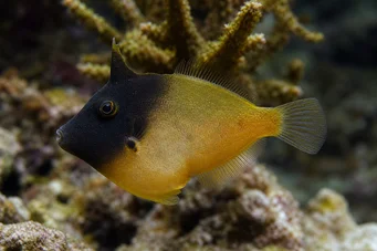 Pervagor melanocephalus