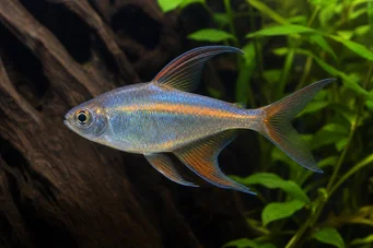 Phenacogrammus Congo II Tetra du Congo Lemon