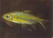 Phenacogrammus huloti Congo tetra with black b...