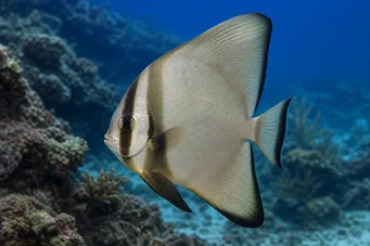 Platax orbicularis Orbicular bat fish