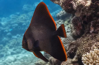 Platax pinnatus Red chauve-sourris