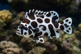 Plectorhinchus chaetodonoides Arlequin diagram fish