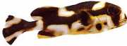 Plectorhynchus orientalis Oriental Gaterin