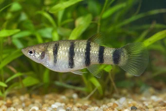 Poecilia nigrofasciata Black ray poecilia