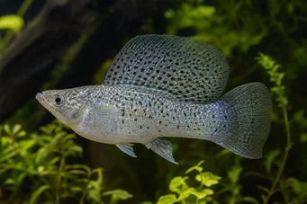 Poecilia velifera Molly veil