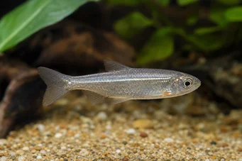 Poissonsus picus Porc-epic fish