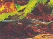 Polyodon spathula Mississippi polyodon