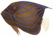 Pomacanthus annularis Ring fish