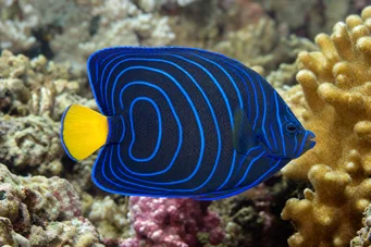 Pomacanthus annularis Ring fish