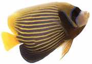 Pomacanthus imperator Emperor Angel