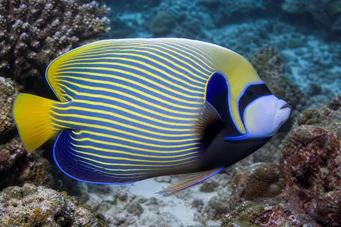 Pomacanthus imperator Emperor Angel