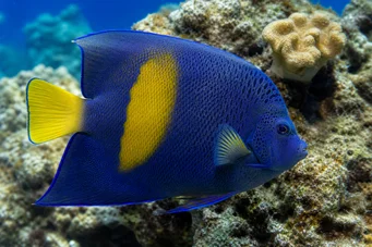 Pomacanthus maculosus Angel fish in Croissant